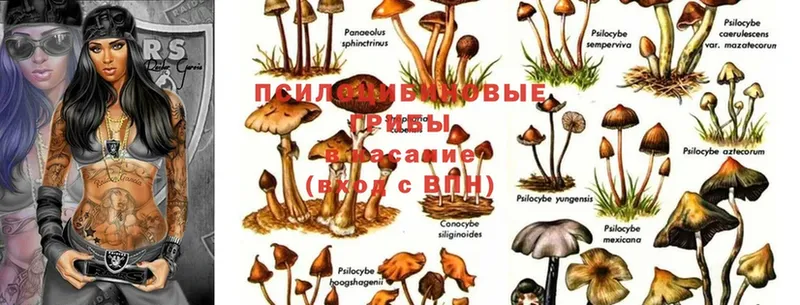 нарко площадка формула  omg сайт  Артёмовский  Галлюциногенные грибы Magic Shrooms 